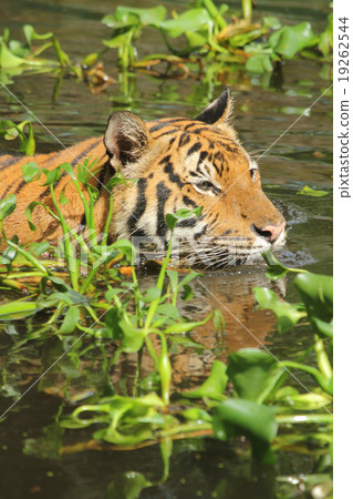 Tiger swimming in water with aquatic plants 19262544