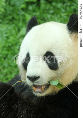 Giant panda feeding on bamboo 19262583