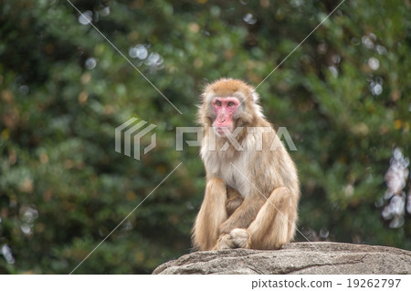 The sitting Japanese monkey 19262797