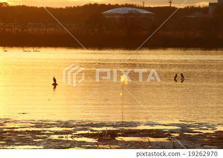 日落和鸕鶿天鵝 19262970