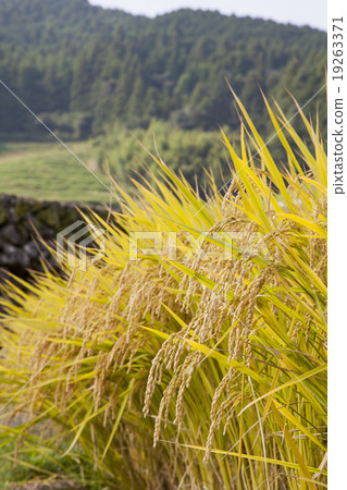 Hasami Oniki的米飯露台 Hasami Oniki的米飯露台 19263371