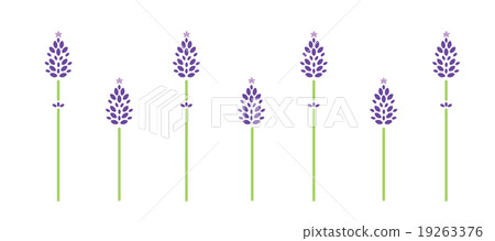 薰衣草 薰衣草 19263376