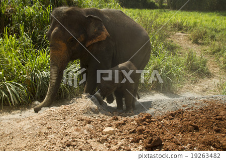 Parent and child of elephant 02 Parent and child of elephant 02 19263482