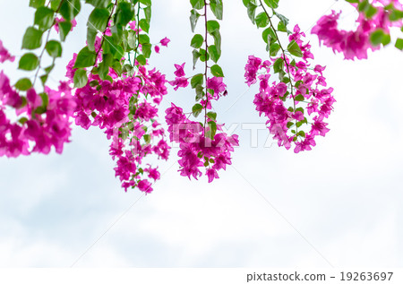 Bougainvillea 19263697