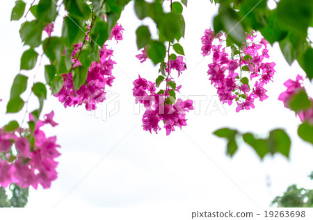 Bougainvillea 19263698
