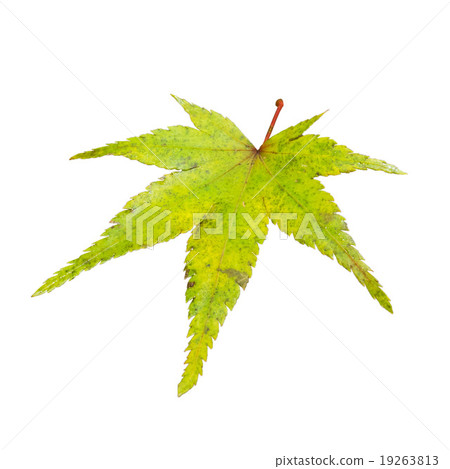 Green maple leaf isolated on white 19263813