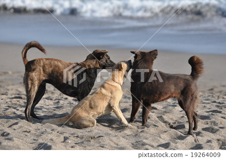 Dogs playing on the beach 19264009
