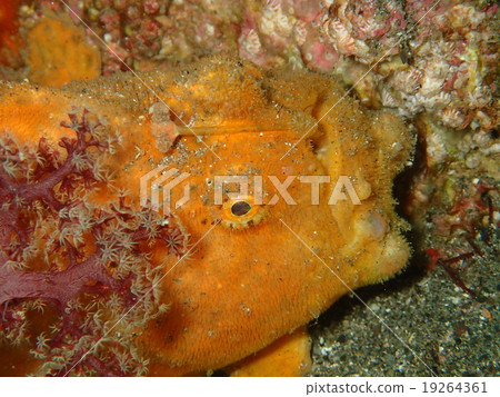 Frogfish 19264361