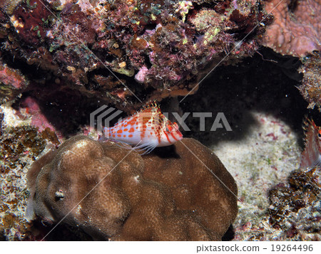 Sarasagonbean魚 Sarasagonbean魚 19264496