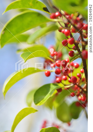 Black iron black fruit 19264942