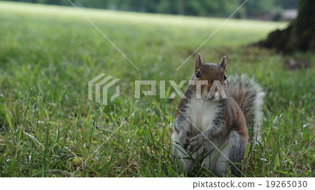 Squirrel in the park Squirrel in the park 19265030