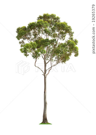 Green eucalyptus tree Green eucalyptus tree 19265379