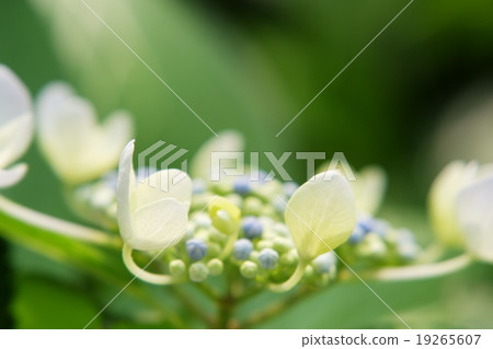 hydrangea   19265607