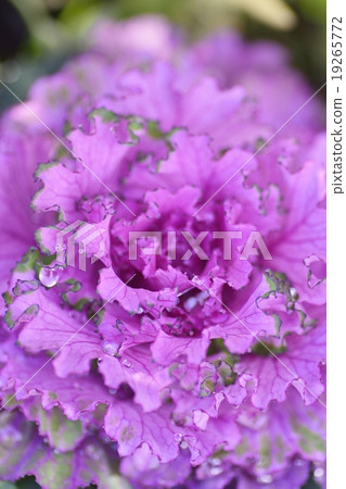 Habotan 19265772