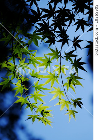 鮮綠色 鮮綠色 19265905