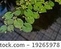 lotus leaf 19265978