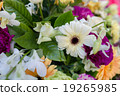 flower 19265985