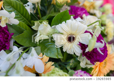 flower 19265985
