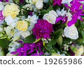 rose 19265986