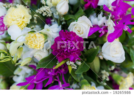 rose rose 19265986