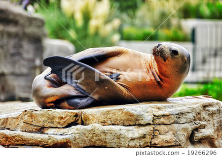 Cute playful California sea lions  19266296