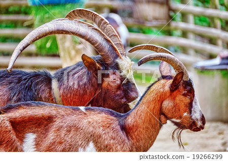 Blue ram in their natural habitat in the wild . Blue ram in their natural habitat in the wild . 19266299