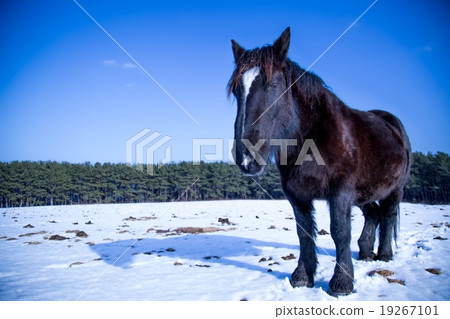 A cold horse living in Shimoyasaki in Shimokita Peninsula 19267101