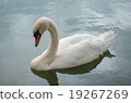 Cobb swans on the lake 19267269