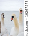 3 bumps swans 19267273