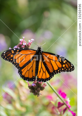 Black Cathedral Black Cathedral 19268496