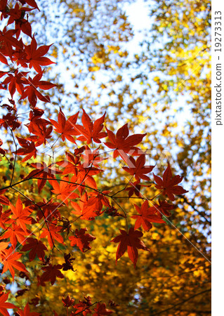 Hirin秋葉 19273313