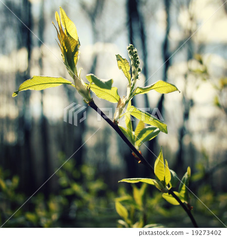 Buds and branches macro background - toned filter. 19273402