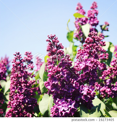 Lilac flowers tree and blue sky. Vintage photo. Lilac flowers tree and blue sky. Vintage photo. 19273405