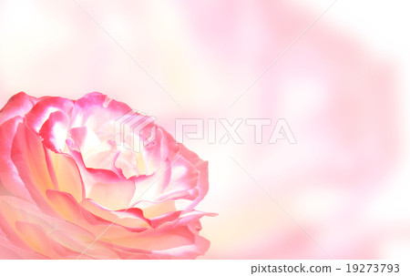 Banner with pink rose Banner with pink rose 19273793
