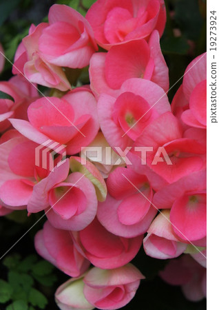 Begonia 19273924