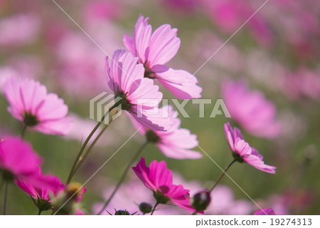 Cosmos Cosmos 19274313