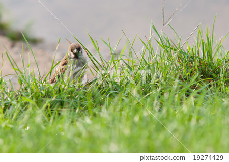 little sparrow on the grass 19274429