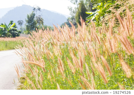 brown fountain grass cluster on the wayside brown fountain grass cluster on the wayside 19274526