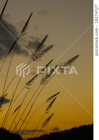 silhouette Fountain Grass flower against a sunset silhouette Fountain Grass flower against a sunset 19274527