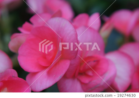 Begonia 19274630