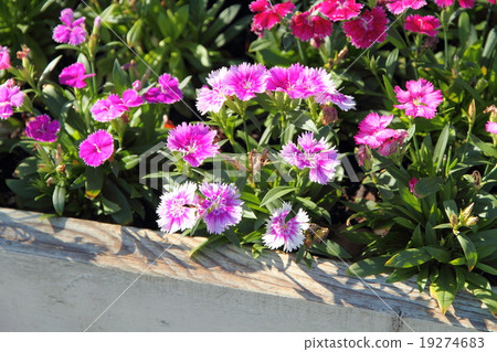 Telstar flowers 19274683