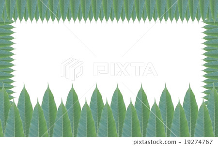 Green leaves frame isolated on white background Green leaves frame isolated on white background 19274767