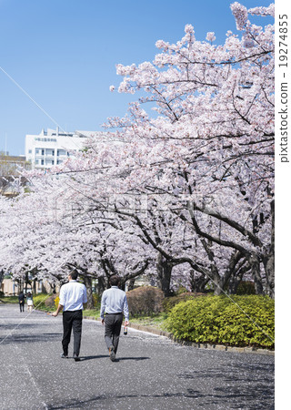 Cherry blossom path Cherry blossom path 19274855