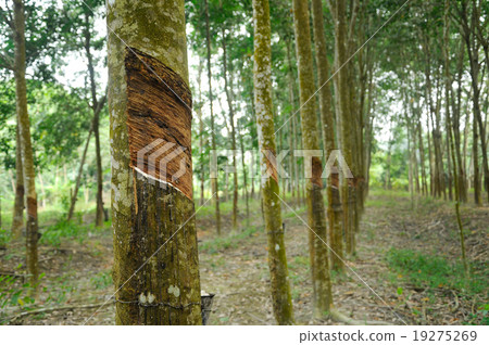 Rubber Tree or Hevea brasiliensis plantation 19275269
