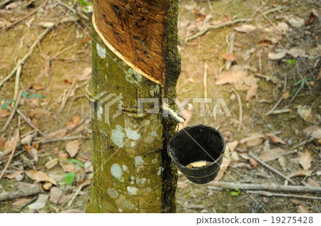 Milky latex extracted from rubber tree  19275428
