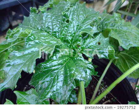 Acanthus morris leaves Acanthus morris leaves 19275752