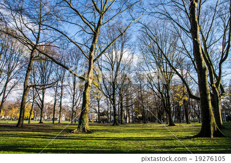 Park's trees 19276105