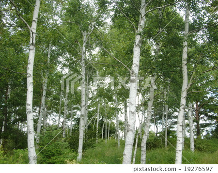 Shirakaba no Mori 19276597