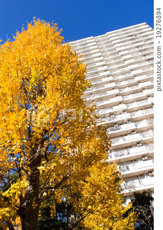 Hikarigaoka complex and ginkgo 19276894
