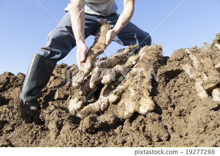 山藥豐收 山藥豐收 19277298